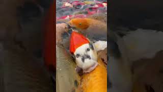 Amazing Japanese koi feeding close up!!