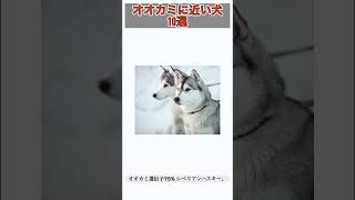 オオカミに近い犬10選 #voicebox #春日部つむぎ #オオカミ #犬 #ランキング #秋田犬 #シベリアンハスキー