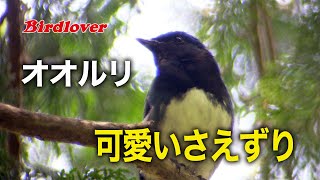 都内の公園でさえずるオオルリ / Blue-and-White Flycatcher