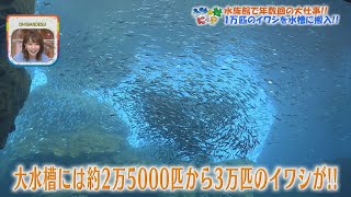 【うみの杜にっき】大水槽に１万匹のイワシを！年数回のプロジェクトをお手伝い