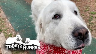 シャンプーへ行ったルンルンと留守番したアラン　Great Pyrenees　グレートピレニーズ