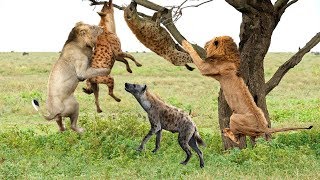 Thanks God! King Lions destroy Hyena stupid go into his territory !