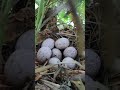 birds egg on near fish pond