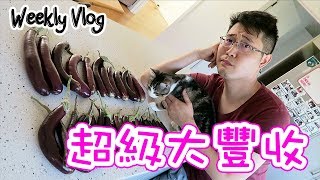 【Weekly Vlog】玩米神器．🍆大豐收．何生帶我尋找秘密花園！|【potatofishyu】