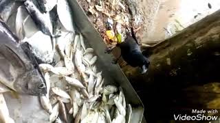 OMG ! Kerala Fisher man talking to Crow | Amazing Crow talking video