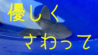 水族館タッチプールでサメに触る時の正しいマナーを紹介！