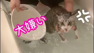 【実験】お風呂が大嫌いな猫を湯船に入れたらどうなるか。