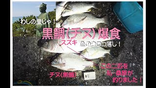 黒鯛爆食い □ 魚のウロコの落とし方！