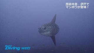 房総半島・伊戸でマンボウが登場！