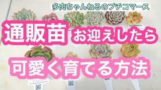 【多肉植物】通販苗でカット苗をお迎えしてから可愛く育てる第一歩💖