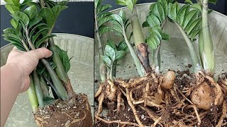 ZZ Plant for Beginners /How to Grow Money Tree Well Without Killing It ~