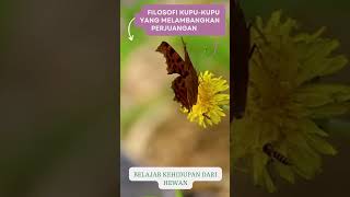 Hikmah Kehidupan Filosofi Hewan Kupu kupu I Perjuangan Hidup