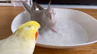 【オカメインコ】女性の入浴を覗いた罪でぼーちゃん(15)を逮捕