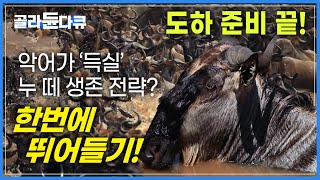 라이언킹에서 보던 '누 떼 대이동' 실감해 보기ㅣ땅이 울리는 엄청난 위력! 수 백 마리 누 떼 대이동 ㅣ세계테마기행ㅣ#골라듄다큐