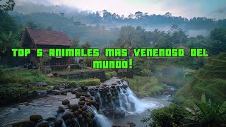 🐍TOP 5 ANIMALES MAS VENENOSOS DEL MUNDO🐍