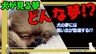 [犬の雑学]犬はどんな夢を見るのか!?