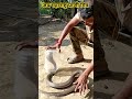 snake spectaclecobra animal cobra indianspectaclecobra nature spectacled funny