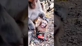 ஏங்க சின்ன புள்ளதானே தெரியாம பண்ணிட்டான் #cutepets🐒🐒#funnyanimals #comedyvideos #subscribetomychanel