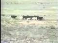 control herd and flerd test jornada experimental range video excerpt