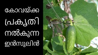 പ്രമേഹരോഗികള്‍ക്ക് ഏറ്റവും മികച്ച ഭക്ഷണമാണിത്||Health Tips Malayalam