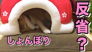 柴犬小春　ENG sub【しょんぼり反省？】叱られるとこたつに逃げ込みスネる