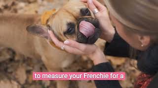 French Bulldog Harnesses: The Ultimate Guide | Top Frenchie