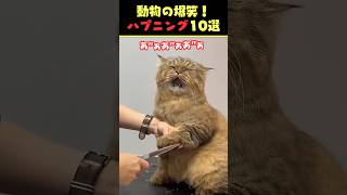 Xで6.7億回バズった動物ハプニング動画10選!10 Animal Happenings Videos That Got 670 Million Buzz on X!#犬 #猫#shorts