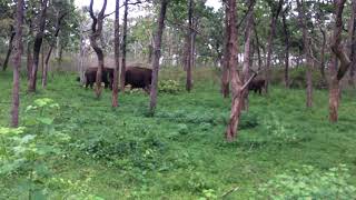 Bandipur Tiger 🐅 Reserve - ബന്ദിപ്പൂർ കടുവ സംരക്ഷണ മേഖലയിലെ ആനക്കൂട്ടം