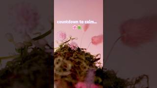 Countdown to calm begins🌸 cozy crèmes are coming… Holo Taco💅