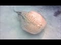 tembladera torpedo marmorata marbled electric ray