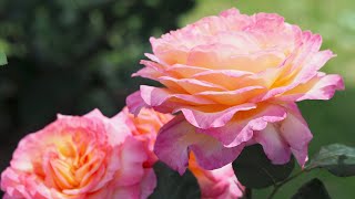 4K HDR - Rose Gorgeous - Poulsen