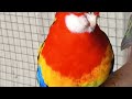 rosella bird care complete information rosella parrot