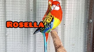 Rosella bird care complete Information Rosella parrot