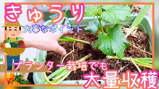 大量収穫/きゅうりのプランター栽培/植え付け時のポイント/家庭菜園/2023年