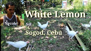 EP363: White Lemon ni John Necole Estenzo sa Sogod Cebu