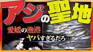 【佐田岬】アジングの聖地！港内で良型爆釣シーズンの釣果がアツすぎた【愛媛】