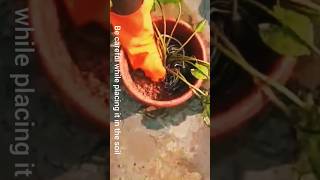 HOW TO PLANT WATERLILY EASILY IN 5 MINUTE || ആമ്പൽ ഇനി EASY ആയി ആർക്കും വീട്ടിൽ വളർത്താം |