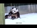 福猪猪终于出去玩雪了，不知道她在家乡的雪地里开心的蹦跶着，也不知道福宝的病有没有好一点 不止我一个想rua大熊猫 一方水土养一方熊猫 大熊猫福宝