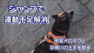 甲斐犬のキクと土手を散歩　護岸をジャンプ