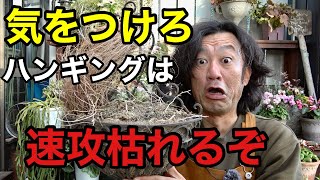 上手にハンギングバスケットを作る最大のコツを見つけました　　　【園芸超人カーメン君】