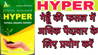 गेहूँ की फसल में अधिक पैदावार के लिए प्रयोग करें ॥Hyper sbc॥पड़ोसी पुछेगा क्या डाला है॥अधिक कल्ले