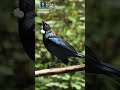 Bird#dance #bird #yt #shorts #viralshort #viral @Sangita's daily lifestyle