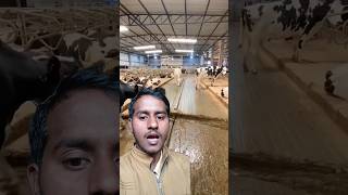 गाय, भैंस का गोबर चुटकियों में साफ-2 कमाल के जुगाड़ #shorts #farmerchoice #dairyfarm #motivation