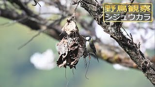 【4倍スローモーションで野鳥観察】シジュウカラ【特別な事は何も起らない動画】