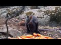 australian wildlife officials airdrop food for animals affected by bushfires