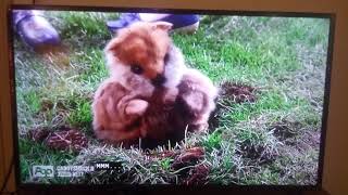 Caddyshack II (Gopher falling in love ending scene)