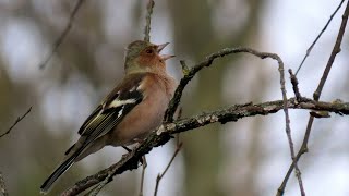 1655. Pěnkava obecná, Common Chaffinch, Buchfink, Vink, Pinson des arbres