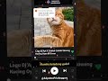 Lirik Lagu Dj Apt X Sublak Sublak Suweng  Cover Kucing Oyen 🤓😱  #kucingaicover  #djapt #brunomars