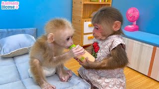 BiBi helps dad take care of baby monkey OBi and friends
