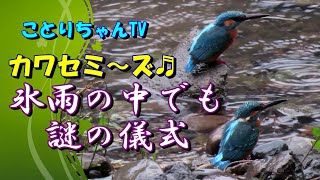 カワセミ2羽雨の日も一緒♪【ことりちゃんTV】昨日に引き続き氷雨の中儀式を続けるカワセミちゃん達